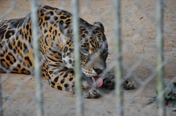 Uma linda onça no pequeno zoológico no Parque Chico Mendes, em Rio Branco, no Acre